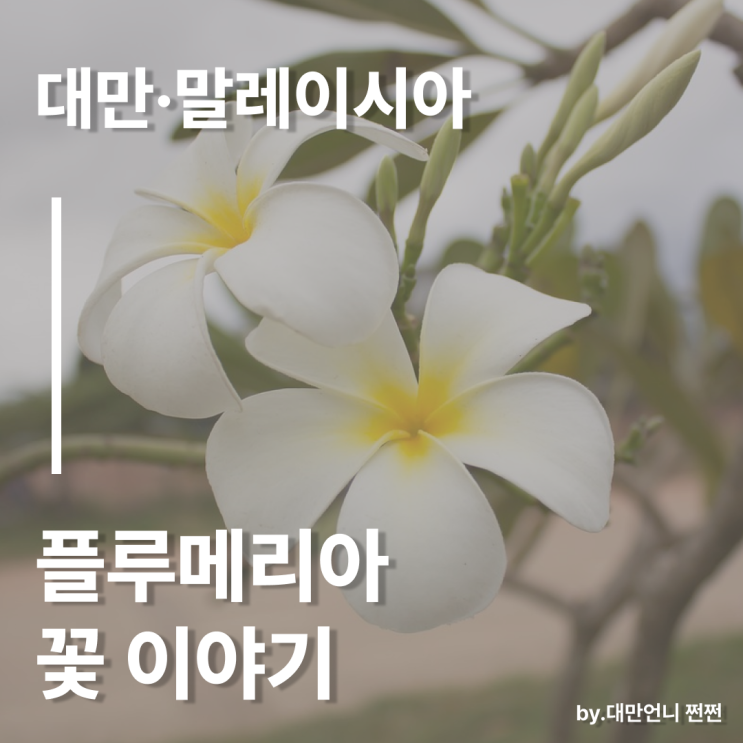  대만과 말레이시아에서 만난 플루메리아 / 하와이 꽃 이야기