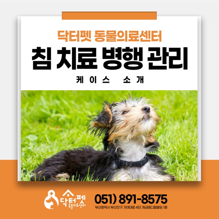  12살 뇌수막염 요크셔테리어 침치료 병행 관리 케이스 (부산 노령견 강아지 신경계 동물병원 닥터펫동물의료센터)