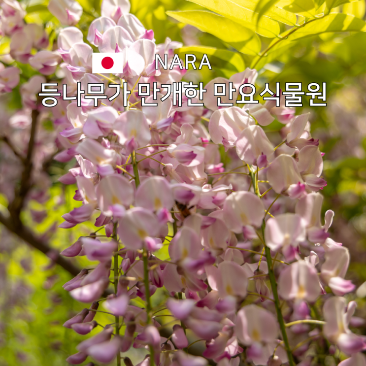  만요식물원 일본 나라 여행 지금 가야하는 등나무 20여종 200그루