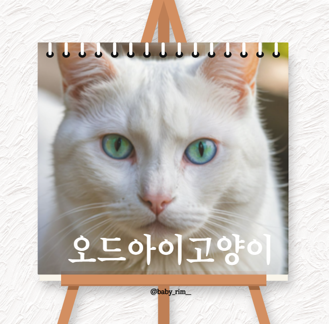 오드아이 고양이의 매력, 건강 관리부터 입양 시 고려사항까지!