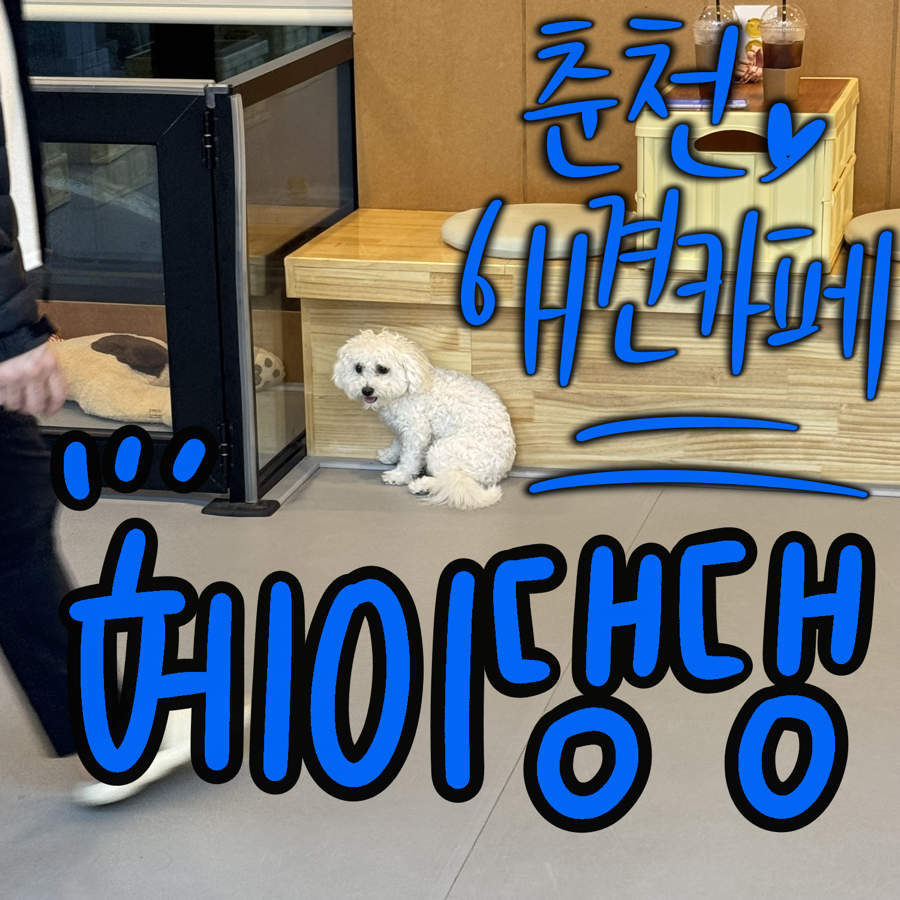 헤이댕댕 사진 2
