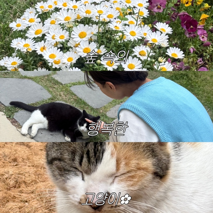  행복한 고양이들이 가득한 사상 학장 정원 카페 우디브룩