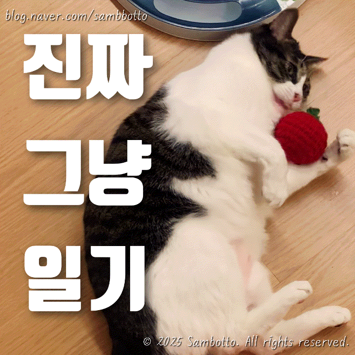  진짜 그냥 일기 | (5/2) 아침엔 과일야채쥬스, 예쁜 장미꽃, 냥냥펀치 캣쇼 갔다가 맛있는 꼬기먹기, CGV에서 득템한 짱구 룰렛!!