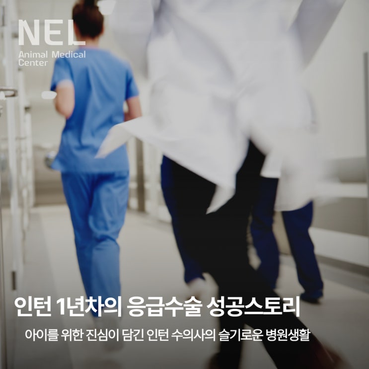  [소식] 아이를 위한 인턴 수의사의 봉합 수술, 그 따뜻한 하루