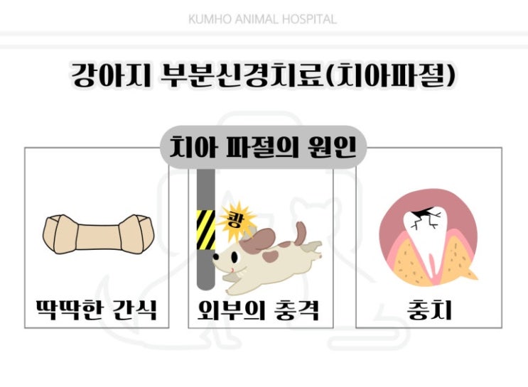  고양이 치과 에도 응급 상황이 있는거 아시나요? - 고양이 송곳니 , Vital Pulpotomy (부분 신경치료)-광주 고양이 치과 특화 금호동물병원