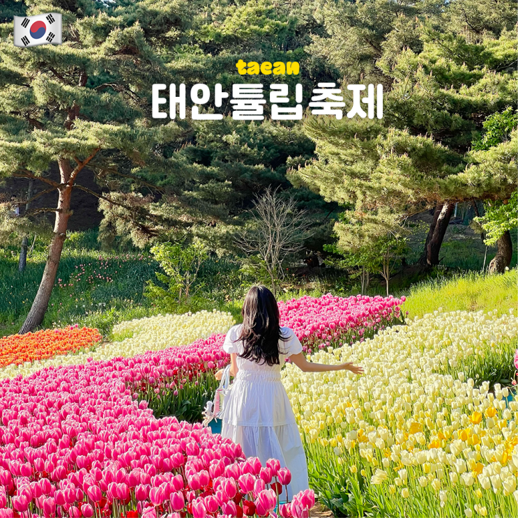  충남 태안튤립축제 세계튤립꽃박람회 방문! (기본정보, 입장료 할인, 주말 서울, 애견동반, 포토존, 태안봄꽃정원)