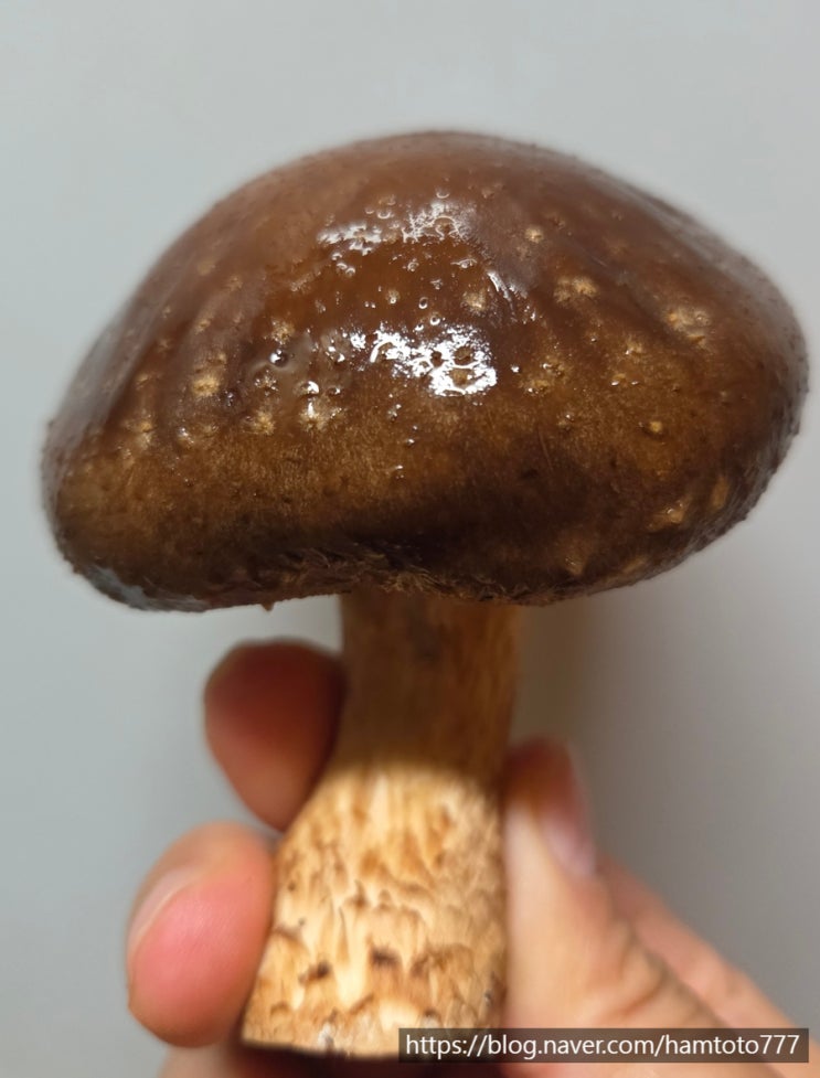  미송화버섯 요리 베타글루칸으로 면역력 기력 회복까지