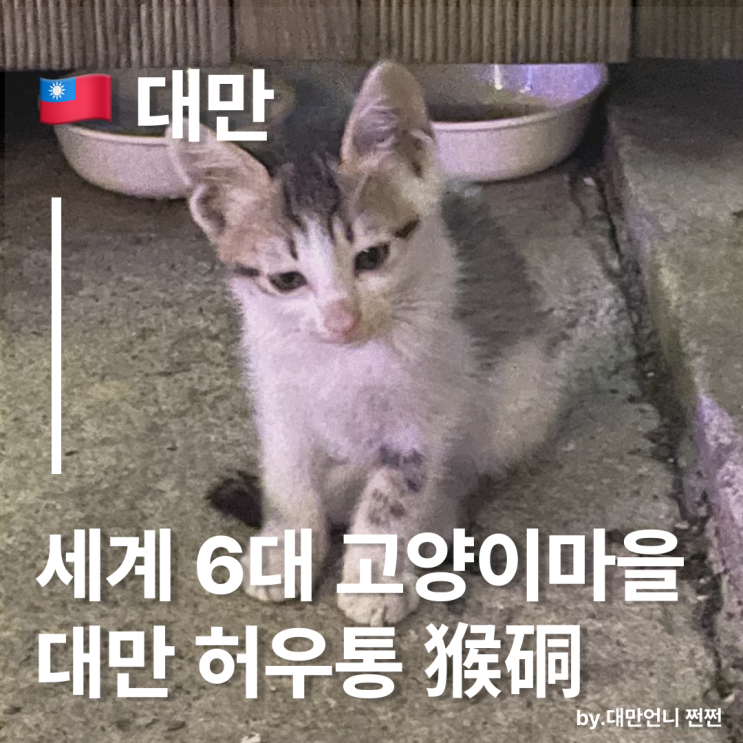 고양이 덕후 주목! 세계 6대 고양이 마을, 대만 허우통 고양이가 만든 기적