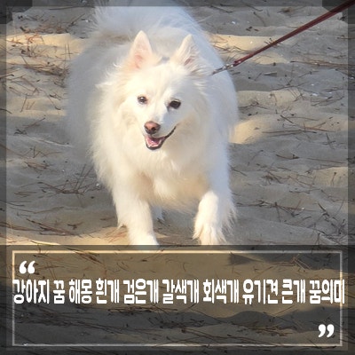 강아지 꿈 해몽 큰개 유기견 갈색 회색 검은개 흰 강아지 꿈 의미