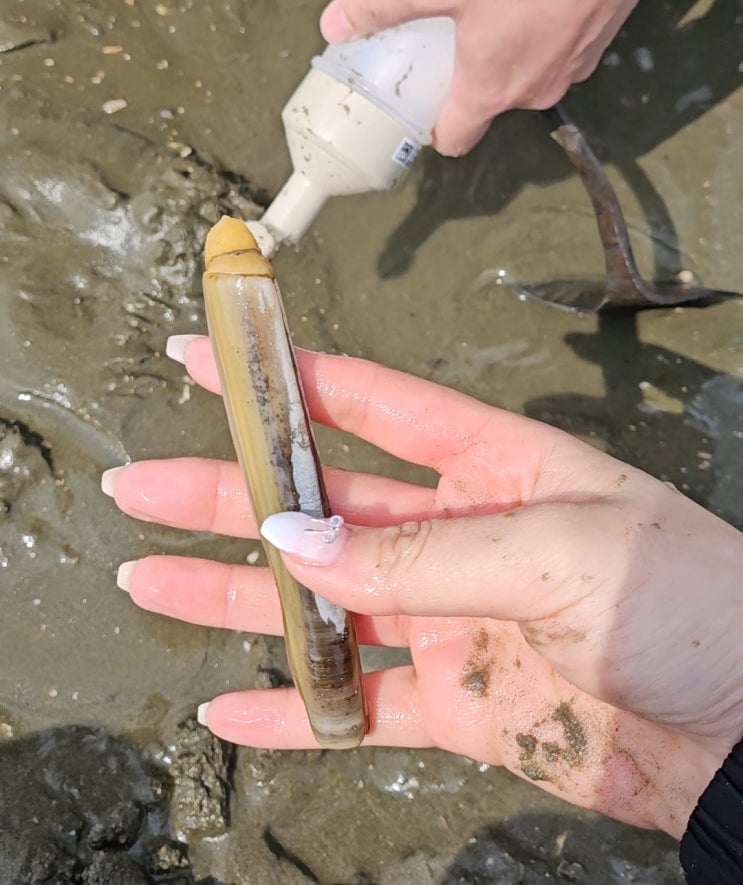  광주 근교 부안 해루질장소 고사포해수욕장 근처 맛조개잡기