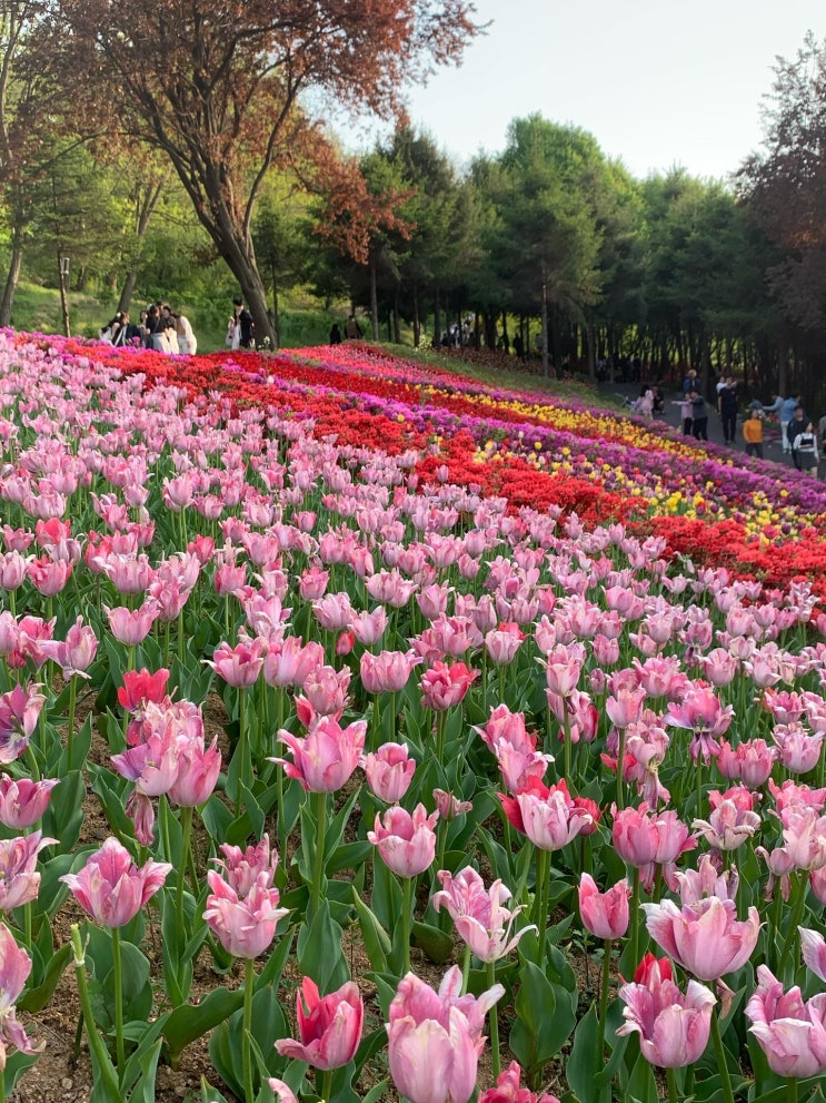  피나클랜드 수목원 입장료·주차·할인정보 한눈에 보기! 요즘 인스타에서 핫한곳!