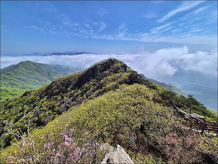  족도리풀 눈 맞추는 꽃길... 남양주 천마산(5월 야생화, 천마산 운해)