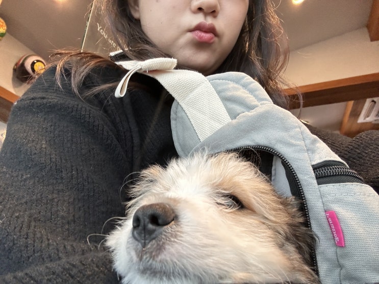  모르는 개 산책.. (이젠 아는 개)