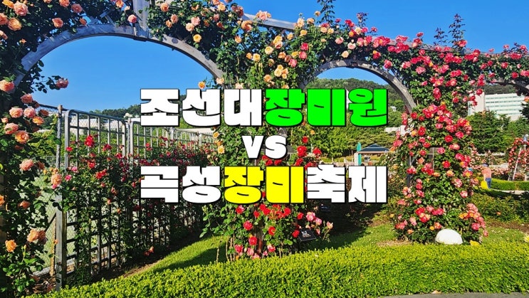 전라 광주 5월 꽃구경 가볼만한곳 · 2025 장미원 조선대 장미주간 VS 곡성세계장미축제 개화시기 전라 광주 5월 꽃구경 가볼만한곳 · 2025 장미원 조선대 장미주간 VS 곡성세계장미축제 개화시기