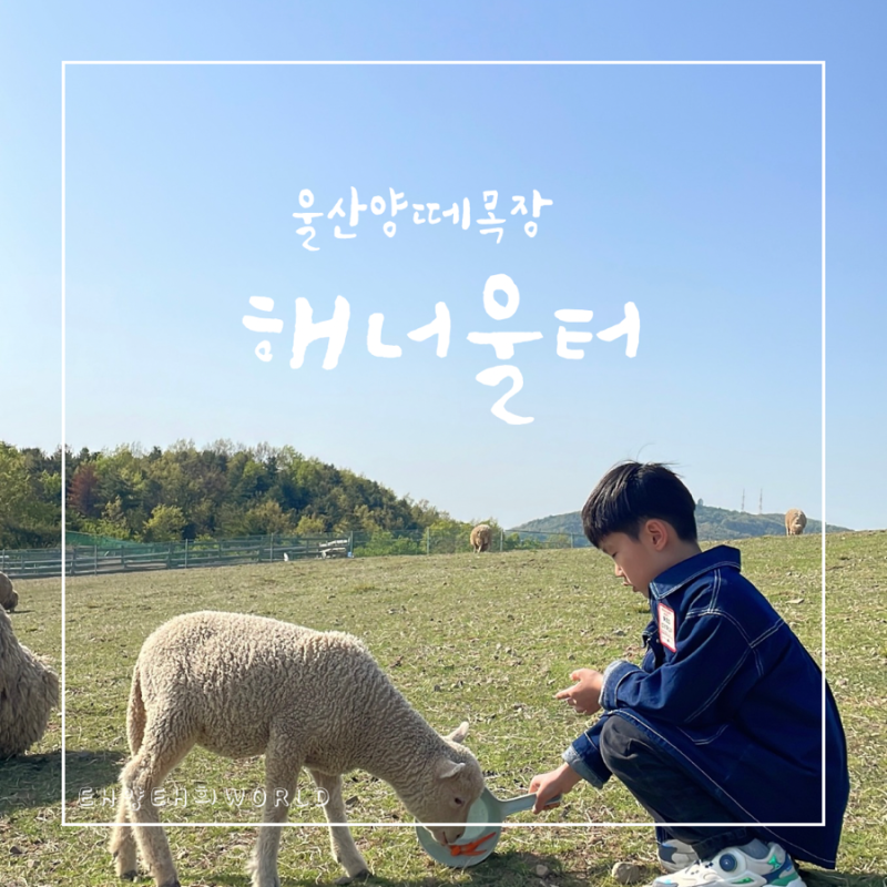 울산 양떼목장 해너울터 현대임직원 할인까지 굳
