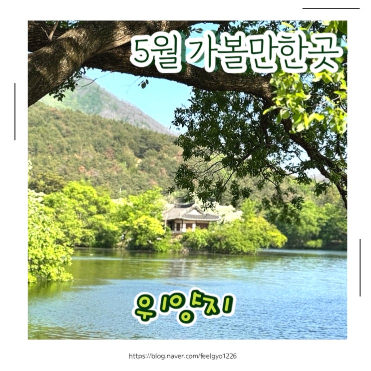  5월 경남 밀양 아이랑 가볼만한곳 이팝나무 명소 위양지, 완재정 주차 및 정보