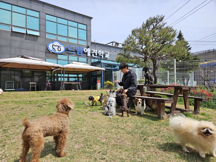  오늘도 즐거운 사회화교육 시간 ~![드림애견학교]