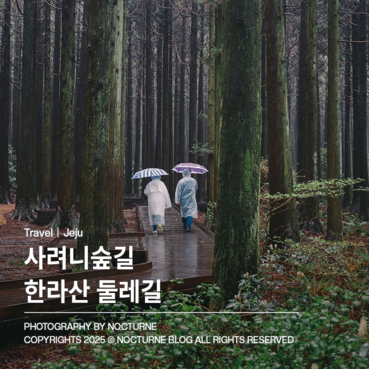  제주도 가볼만한 곳 : 사려니숲길 마음이 머무는 고요한 숲길