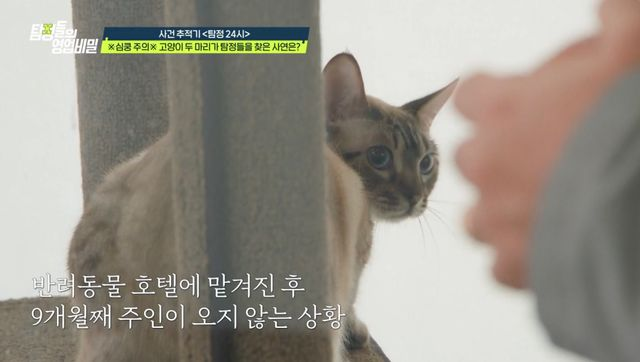  '영업비밀' 호텔에 고양이 버리고 사라진 주인, 밀린 호텔비만 630만 원?
