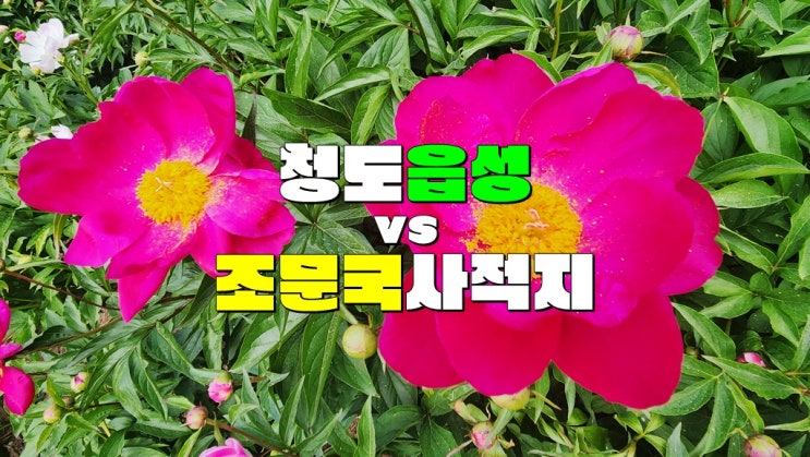 경북 5월 꽃구경 맛집 추천 · 경덕왕릉 의성 조문국사적지 작약꽃밭 VS 청도읍성 작약꽃밭 개화시기 경북 5월 꽃구경 맛집 추천 · 경덕왕릉 의성 조문국사적지 작약꽃밭 VS 청도읍성 작약꽃밭 개화시기