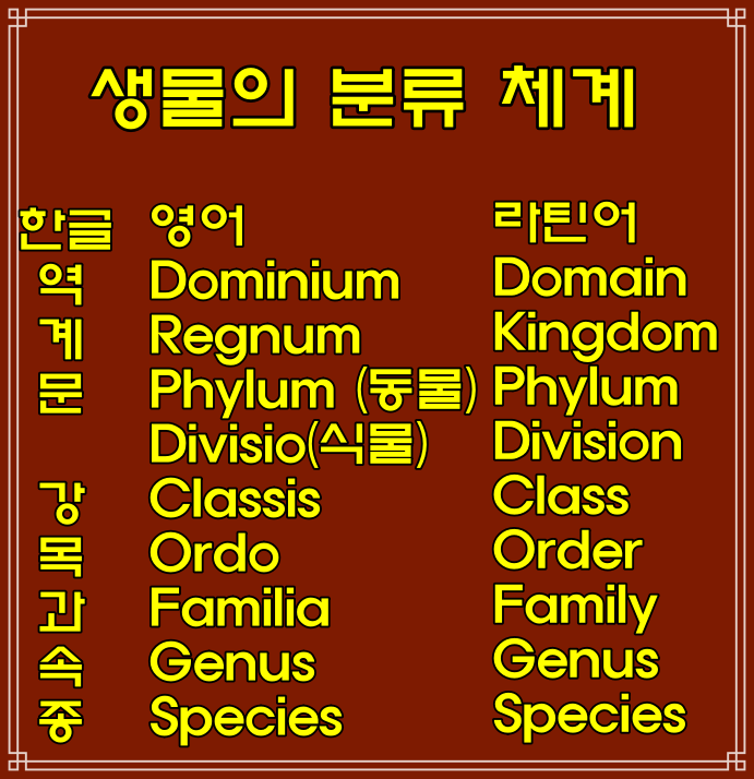  생물의 8단계 분류체계 영어로 역,(Domain)계(kingdom)문(phylum) 강(class)목(order)과(family)속(genus)종(species)의미