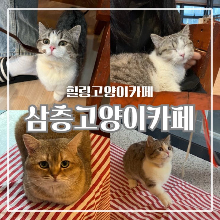  [평택] 이색 데이트 고양이카페, 합정동카페 : 삼층고양이카페