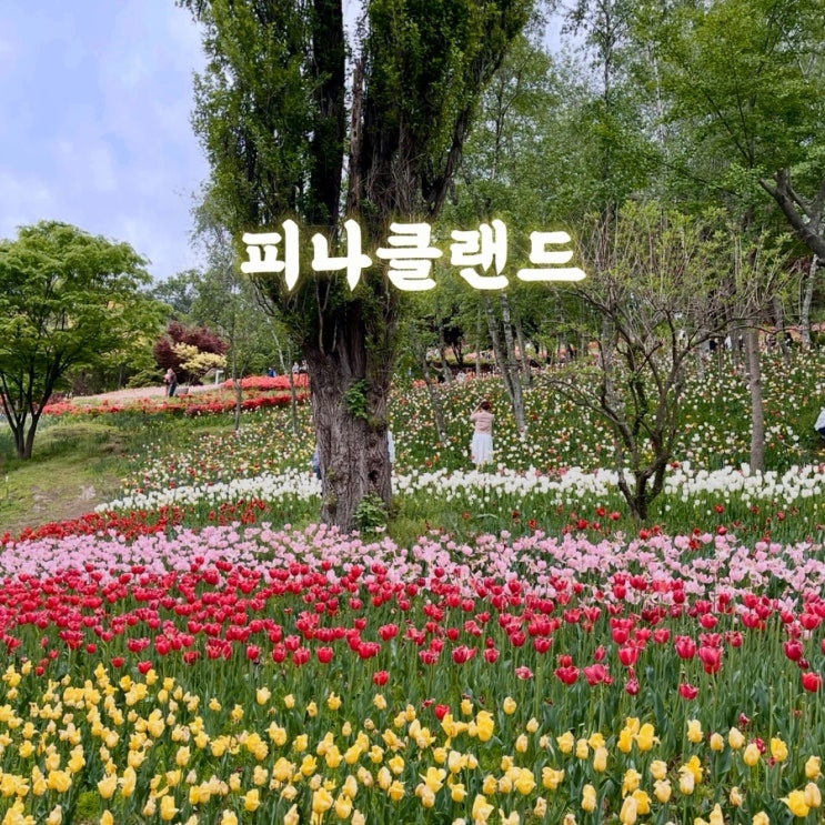  튤립 명소로 유명한 아산 피나클랜드 주말 나들이 불꽃놀이