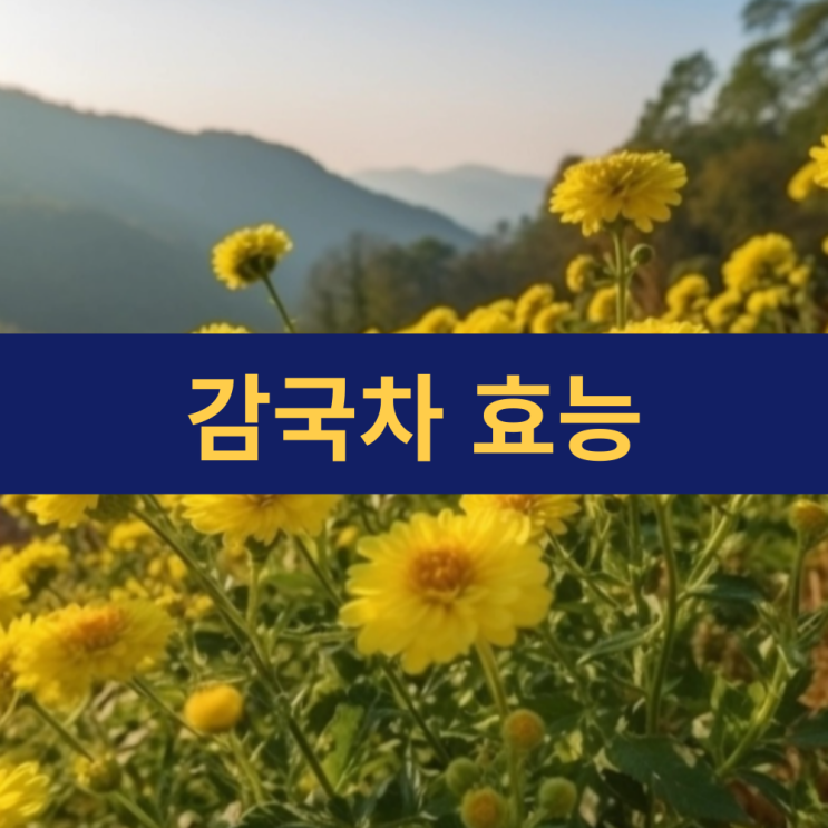 감국 효능 | 감국차 효능 | 감국과 국화 차이점 | 감국차 끓이는 법