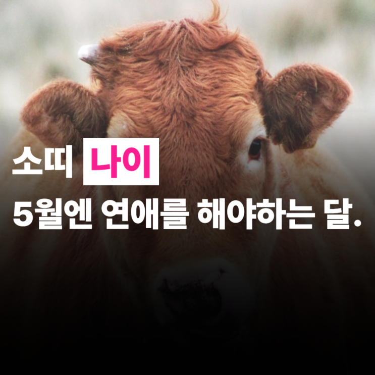  소띠나이, 2025년, 5월 운세, 연애운 급상승