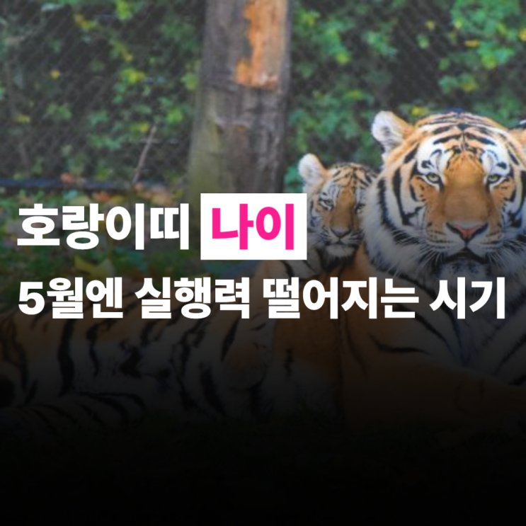  호랑이띠 나이, 2025년, 5월운세, 실행력 떨어지는 시기