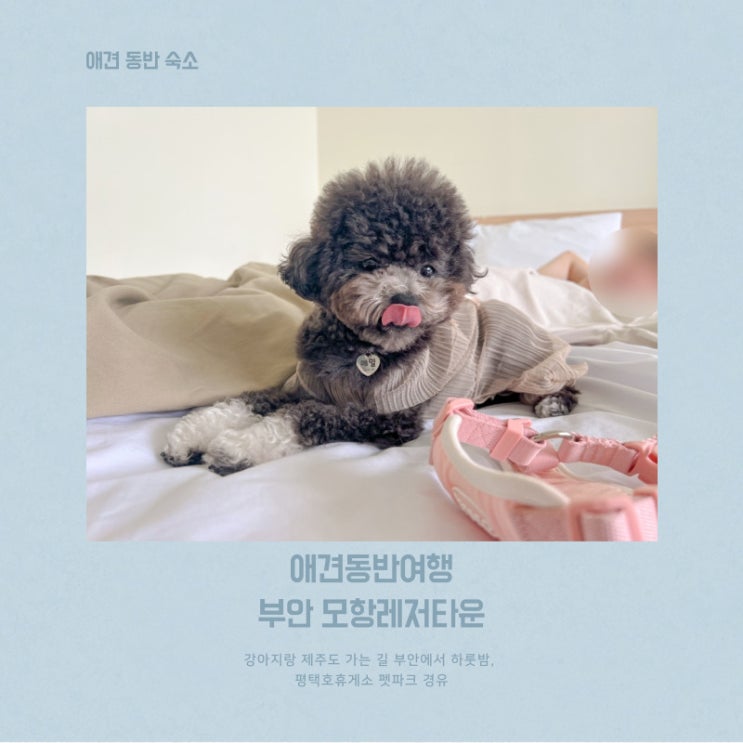  부안 오션뷰 애견동반펜션 모항레저타운 방문기｜평택호휴게소 펫파크 들렀다 가는 여행