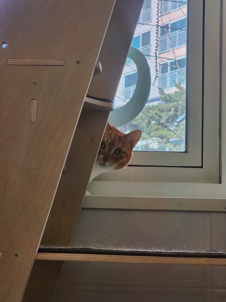  언제나고양이, 고양이미용으로 특별한 케어를 제공합니다!