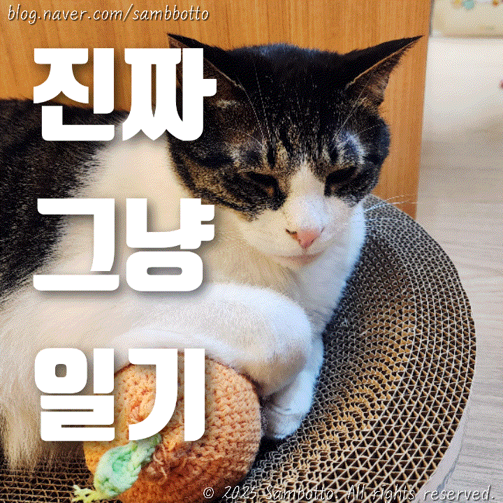  진짜 그냥 일기 | 오랜만에 코스트코 다녀옴, 고양이 자랑하기