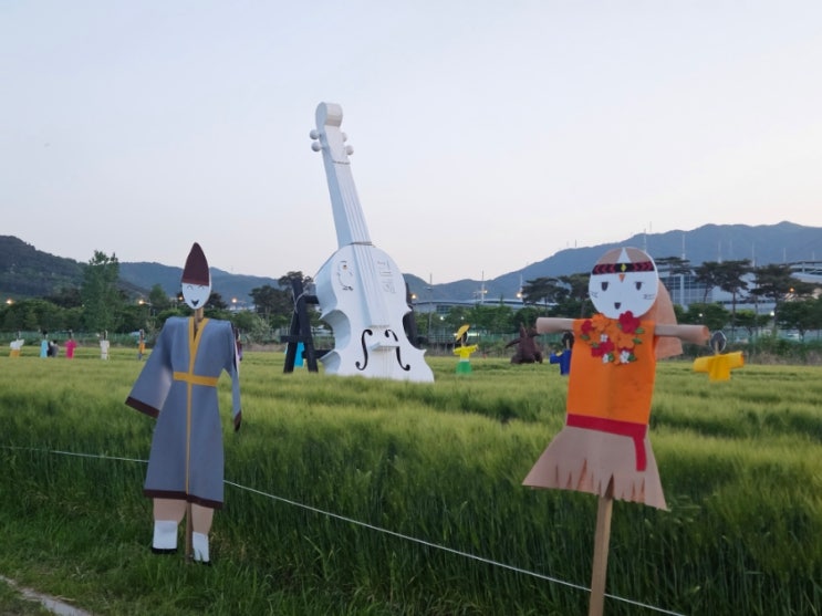  김해 조만강 청보리밭 부산근교 5월 주말 나들이 가볼만한곳