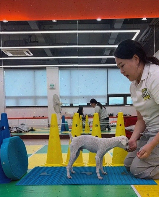  해피쉼표데이, 편안한 분위기의 대구애견카페에서 즐기는 특별한 시간