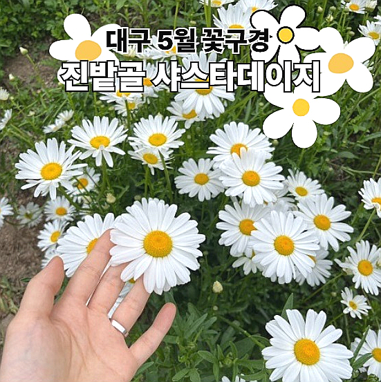  대구 진밭골 샤스타데이지 실시간 개화상태 5월 꽃구경 솔직후기