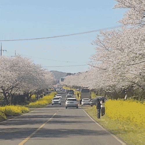  제주봄여행 녹산로 분홍 벚꽃, 노란유채꽃 콜라보! 코앞에 풍력발전소까지