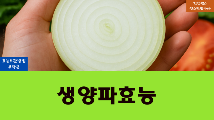  생양파 효능 보관방법 및 부작용
