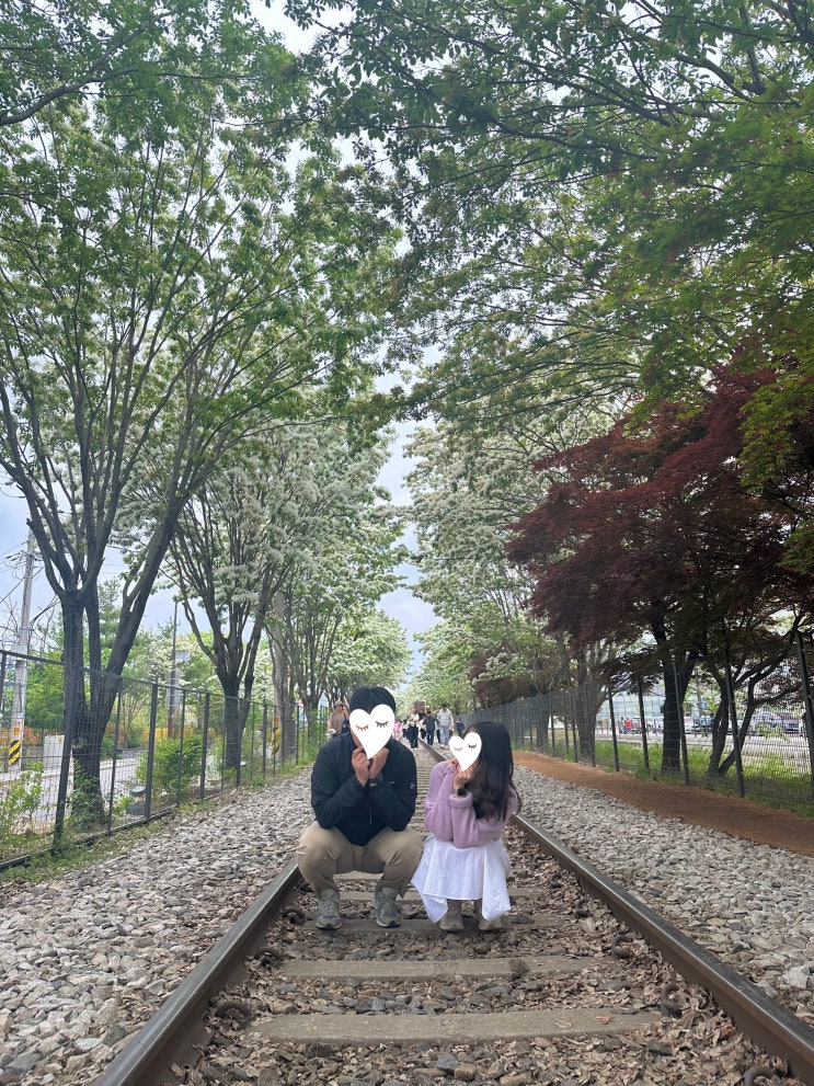  전주 가볼만한곳ㅣ이팝나무 철길 축제 마지막날 방문기
