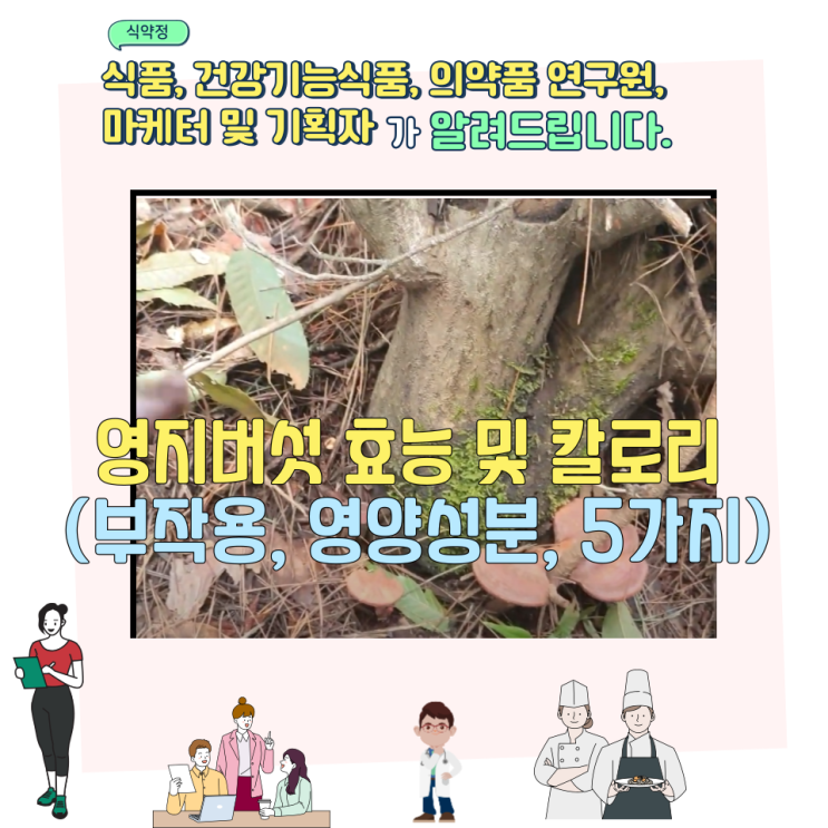  영지버섯 효능 및 칼로리 (부작용, 영양성분, 5가지)