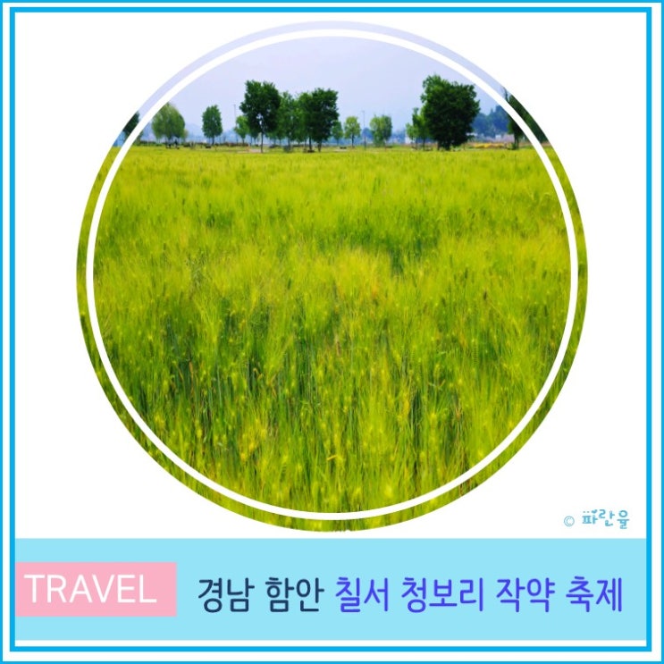  2025 함안 칠서 청보리 작약 축제 실시간 개화상태 5월 부산 경남 꽃 나들이
