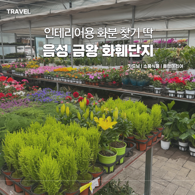  플랜테리어 입문자 필독! 금왕 화훼단지에서 화분 구매 후기