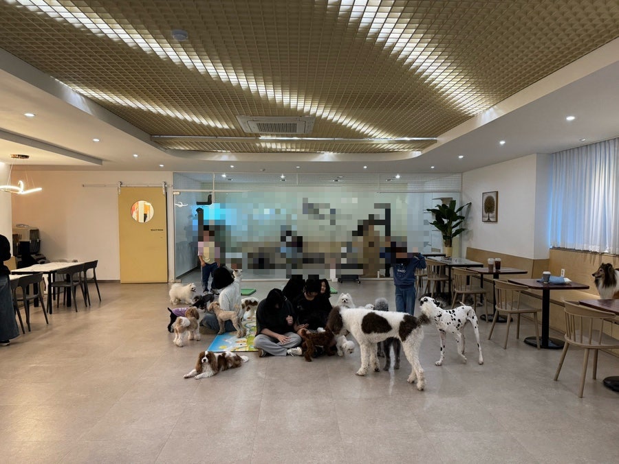 펫다방 사진 4