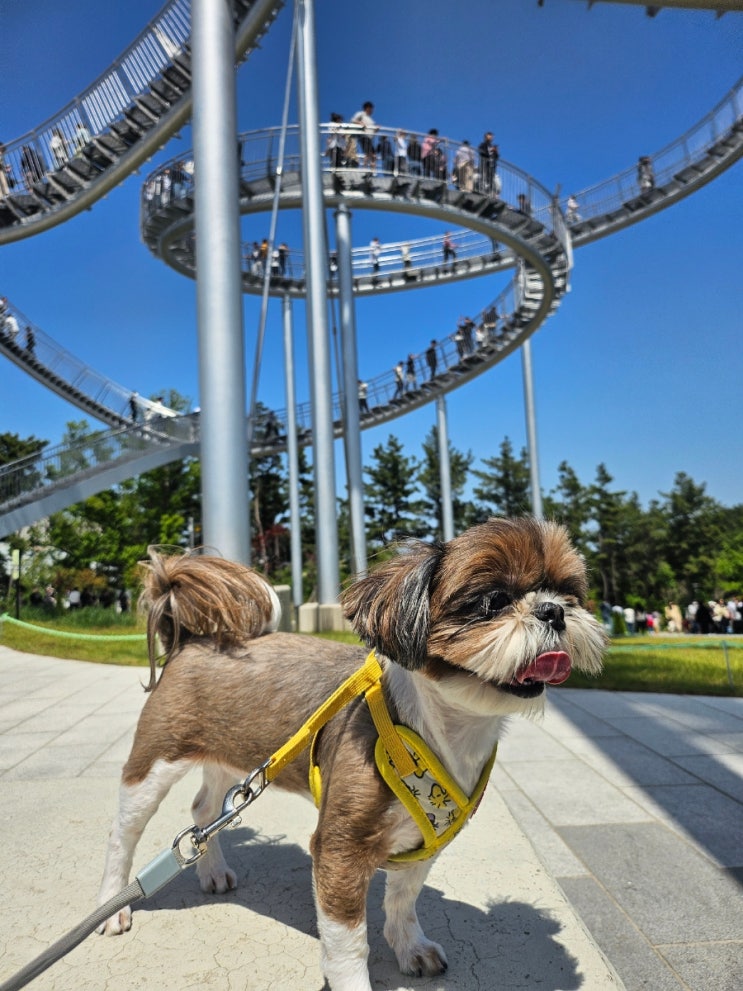  스릴느껴지는 포항 환호공원 스페이스워크