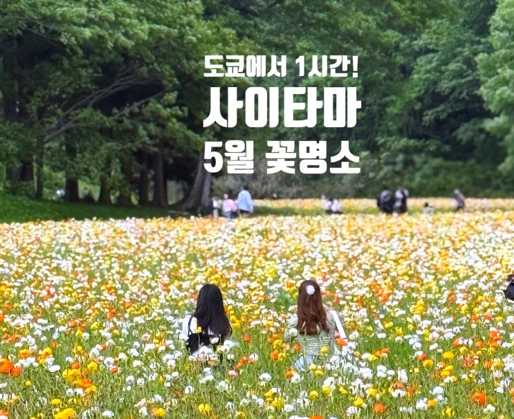  도쿄 근교 사이타마, 네모필라·루피너스·꽃양귀비 한 번에