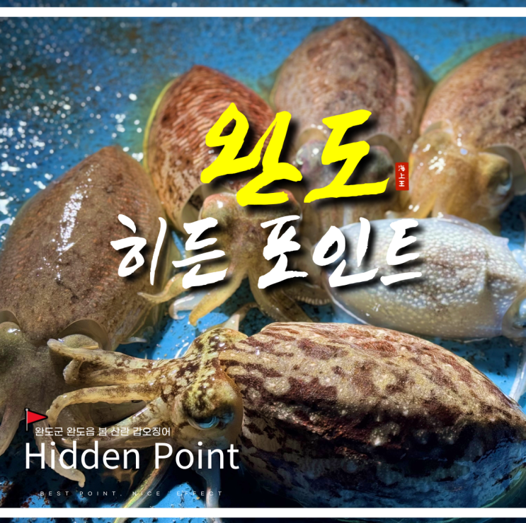  완도 갑오징어 포인트 5월 봄 산란 워킹 낚시