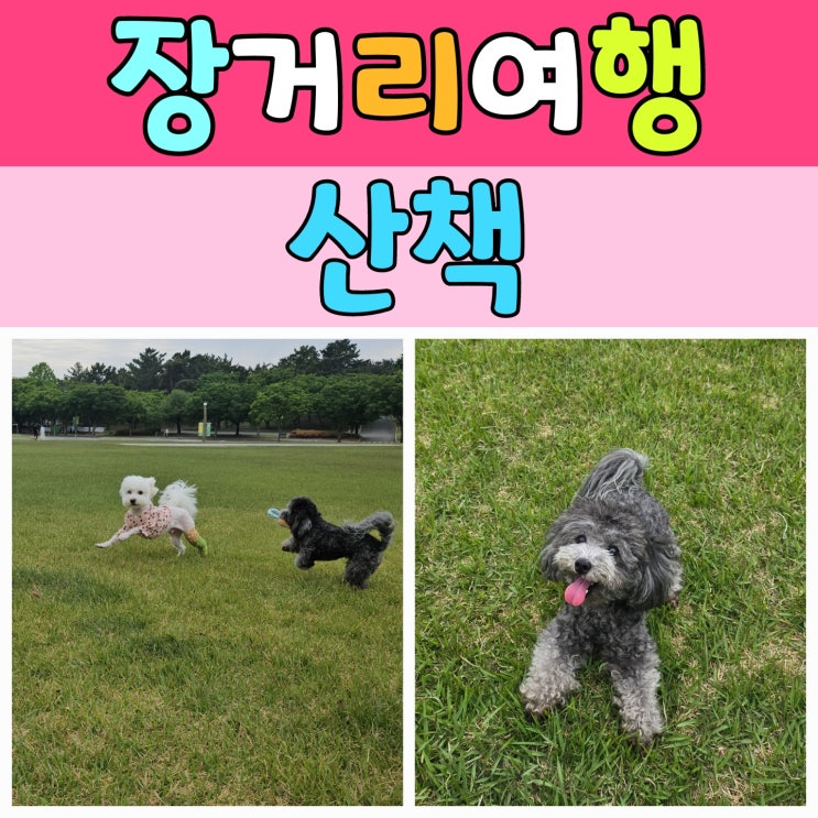  강아지와 장거리 여행, 중간중간 컨디션 챙기기
