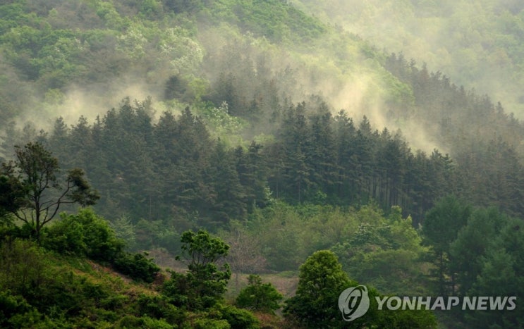 꽃가루 농도 '매우 높음'…비염·결막염 등 알레르기 주의