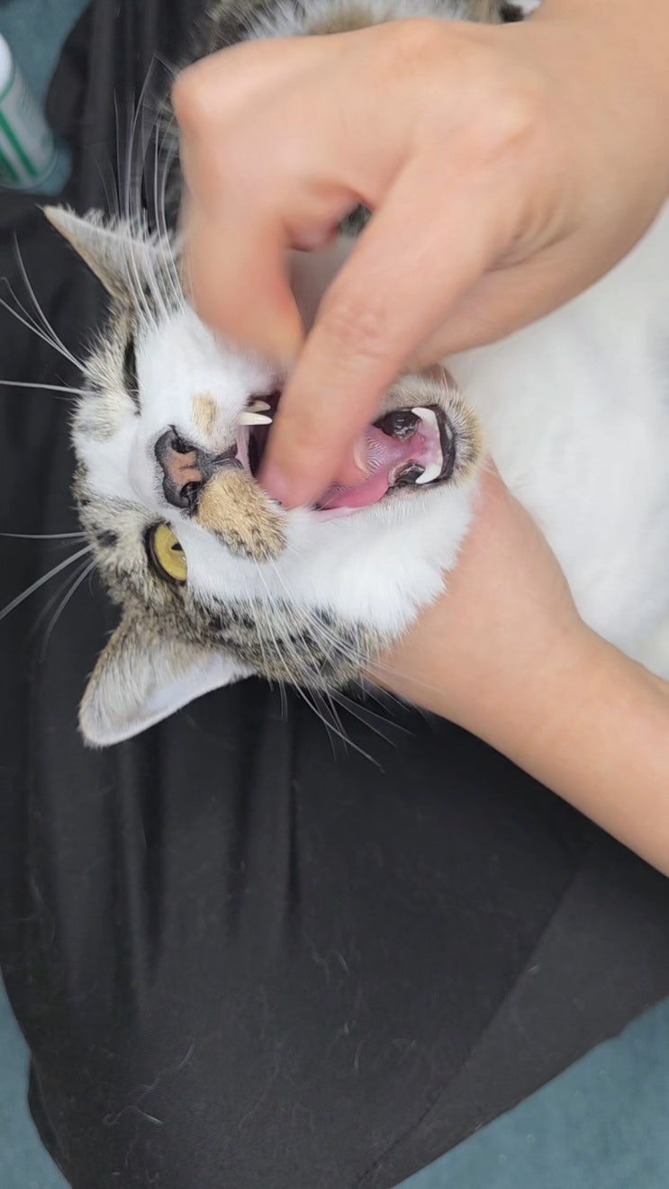  고양이 알약먹이기 뒷목잡은 집사님들 이제 3초컷!!