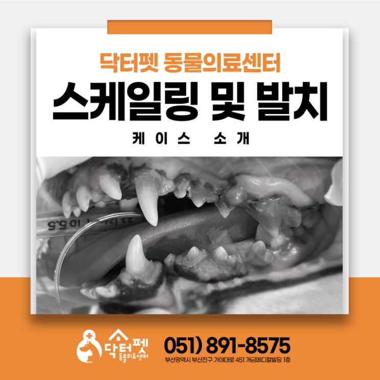  입 주변에 피 묻은 5살 웰시코기 부산 강아지 스케일링 발치 치과치료 동물병원